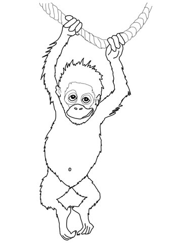 Baby Orangutan Coloring Page